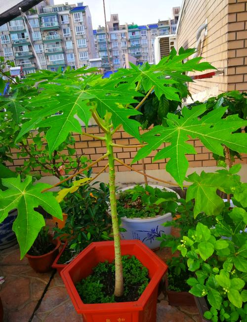 木瓜树种植方法？木瓜树的养殖方法和注意事项？-第5张图片-优品飞百科