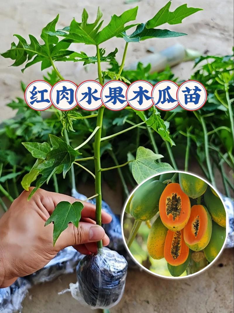 木瓜树种植方法？木瓜树的养殖方法和注意事项？-第6张图片-优品飞百科