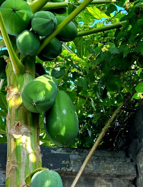 木瓜树种植方法？木瓜树的养殖方法和注意事项？-第7张图片-优品飞百科