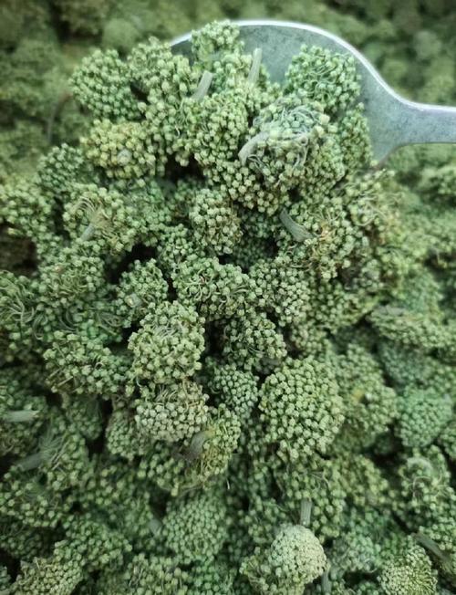 田七花怎么养,田七花怎么种植花盆栽?-第1张图片-优品飞百科 田七花怎么养,田七花怎么种植花盆栽?-第1张图片-优品飞百科