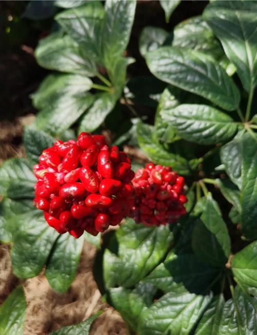 田七花怎么养,田七花怎么种植花盆栽?-第3张图片-优品飞百科 田七花怎么养,田七花怎么种植花盆栽?-第3张图片-优品飞百科