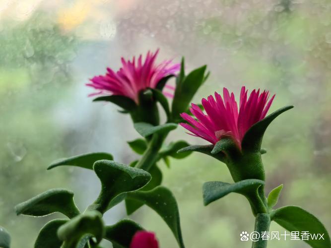 田七花怎么养,田七花怎么种植花盆栽?-第2张图片-优品飞百科 田七花怎么养,田七花怎么种植花盆栽?-第2张图片-优品飞百科