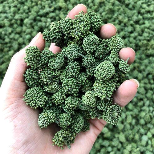 田七花怎么养,田七花怎么种植花盆栽?-第4张图片-优品飞百科 田七花怎么养,田七花怎么种植花盆栽?-第4张图片-优品飞百科