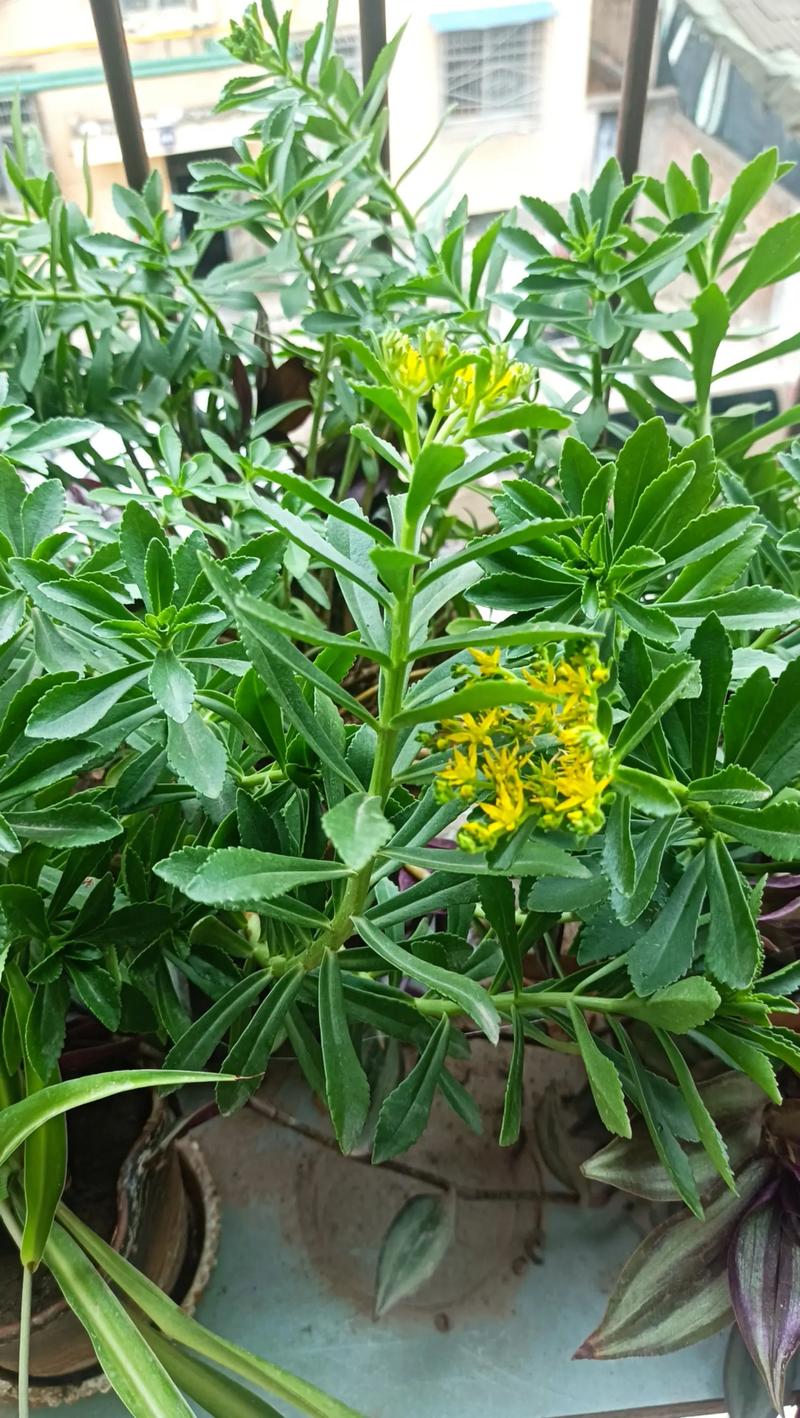 田七花怎么养,田七花怎么种植花盆栽?-第5张图片-优品飞百科 田七花怎么养,田七花怎么种植花盆栽?-第5张图片-优品飞百科