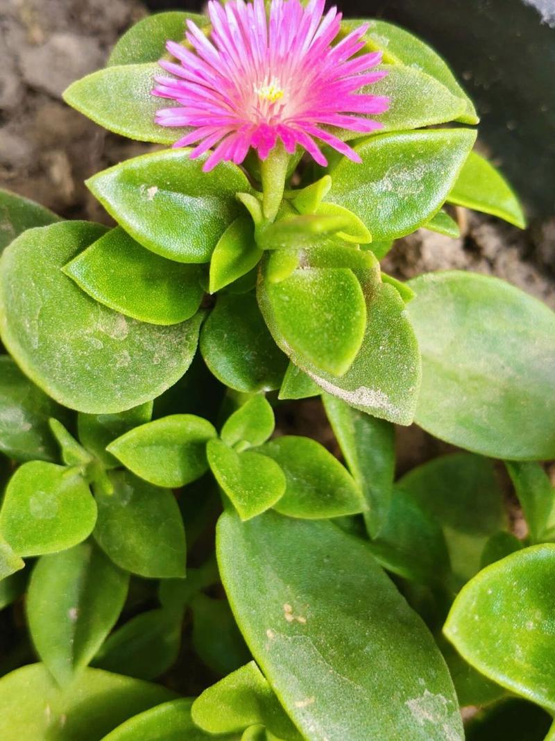 田七花怎么养,田七花怎么种植花盆栽?-第6张图片-优品飞百科 田七花怎么养,田七花怎么种植花盆栽?-第6张图片-优品飞百科