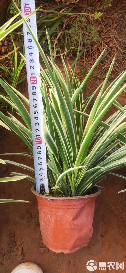 银边吊兰的养殖方法和注意事项?银边吊兰图片?-第1张图片-优品飞百科 银边吊兰的养殖方法和注意事项?银边吊兰图片?-第1张图片-优品飞百科