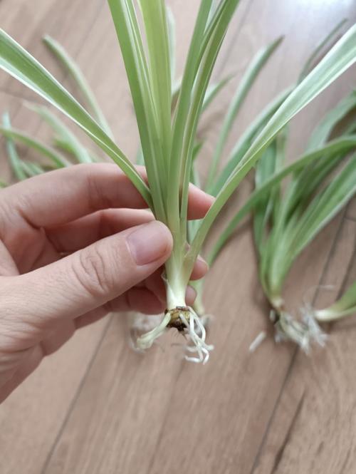 银边吊兰的养殖方法和注意事项?银边吊兰图片?-第3张图片-优品飞百科 银边吊兰的养殖方法和注意事项?银边吊兰图片?-第3张图片-优品飞百科