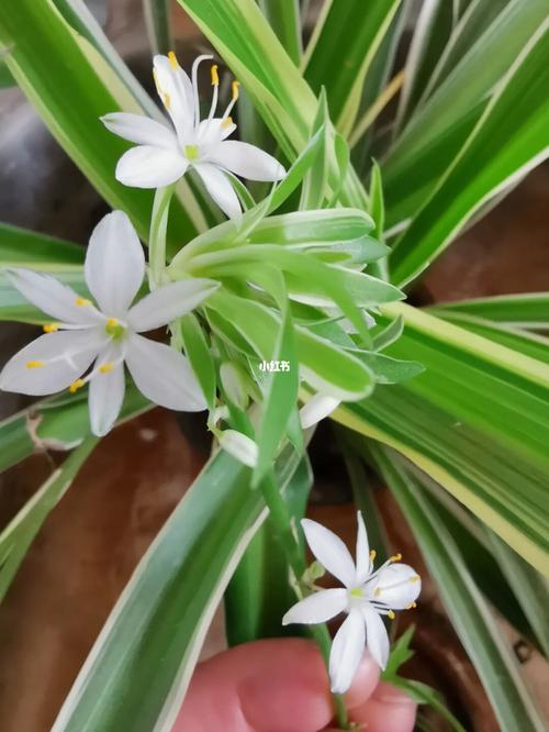 银边吊兰的养殖方法和注意事项?银边吊兰图片?-第2张图片-优品飞百科 银边吊兰的养殖方法和注意事项?银边吊兰图片?-第2张图片-优品飞百科