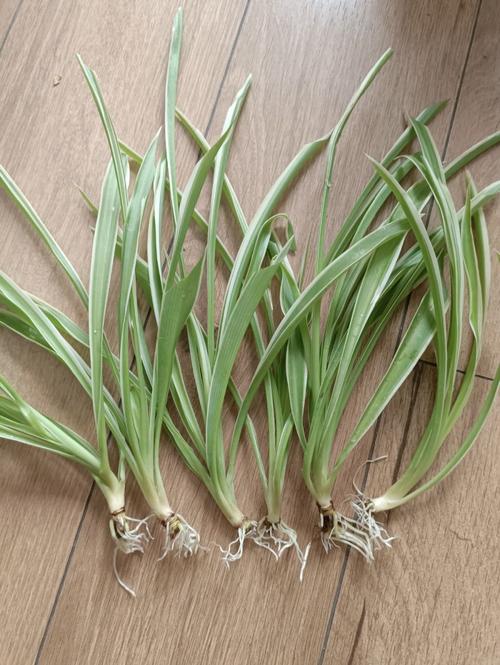 银边吊兰的养殖方法和注意事项?银边吊兰图片?-第4张图片-优品飞百科 银边吊兰的养殖方法和注意事项?银边吊兰图片?-第4张图片-优品飞百科