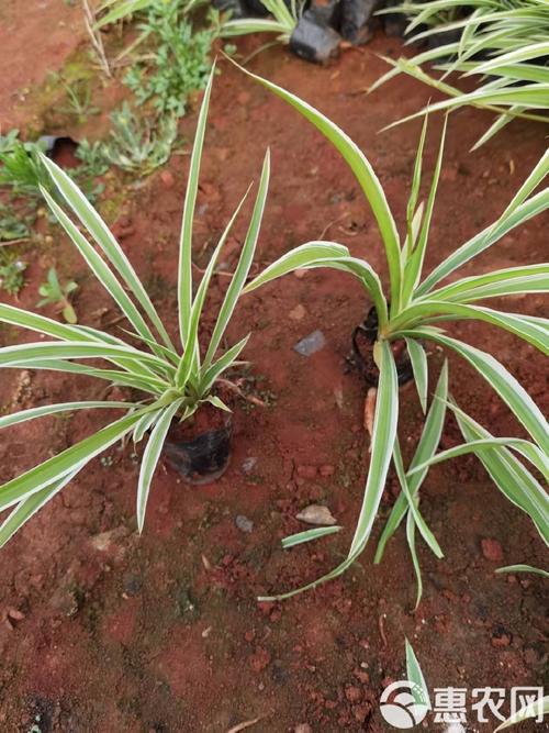 银边吊兰的养殖方法和注意事项?银边吊兰图片?-第5张图片-优品飞百科 银边吊兰的养殖方法和注意事项?银边吊兰图片?-第5张图片-优品飞百科