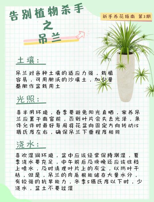 银边吊兰的养殖方法和注意事项?银边吊兰图片?-第6张图片-优品飞百科 银边吊兰的养殖方法和注意事项?银边吊兰图片?-第6张图片-优品飞百科