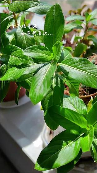 四季梅的叶子为啥蔫了？四季梅叶子蔫了怎么办？