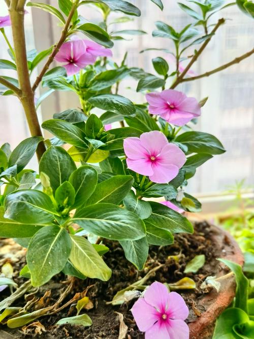 四季梅的叶子为啥蔫了？四季梅叶子蔫了怎么办？-第2张图片-优品飞百科