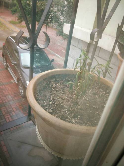 四季梅的叶子为啥蔫了？四季梅叶子蔫了怎么办？-第3张图片-优品飞百科