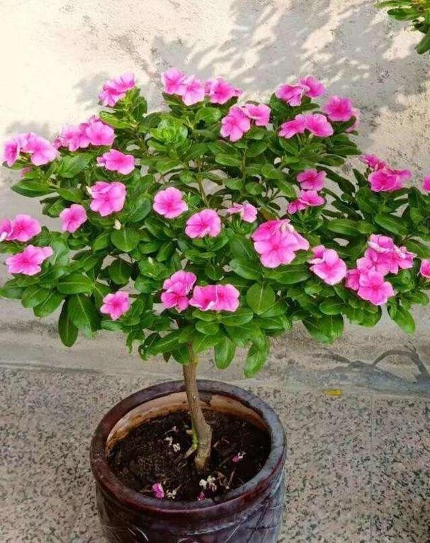 四季梅的叶子为啥蔫了？四季梅叶子蔫了怎么办？-第5张图片-优品飞百科