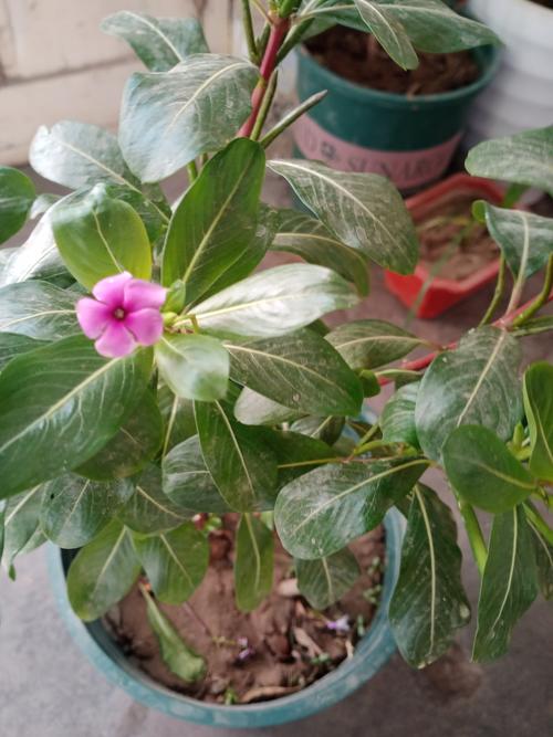 四季梅的叶子为啥蔫了？四季梅叶子蔫了怎么办？-第4张图片-优品飞百科