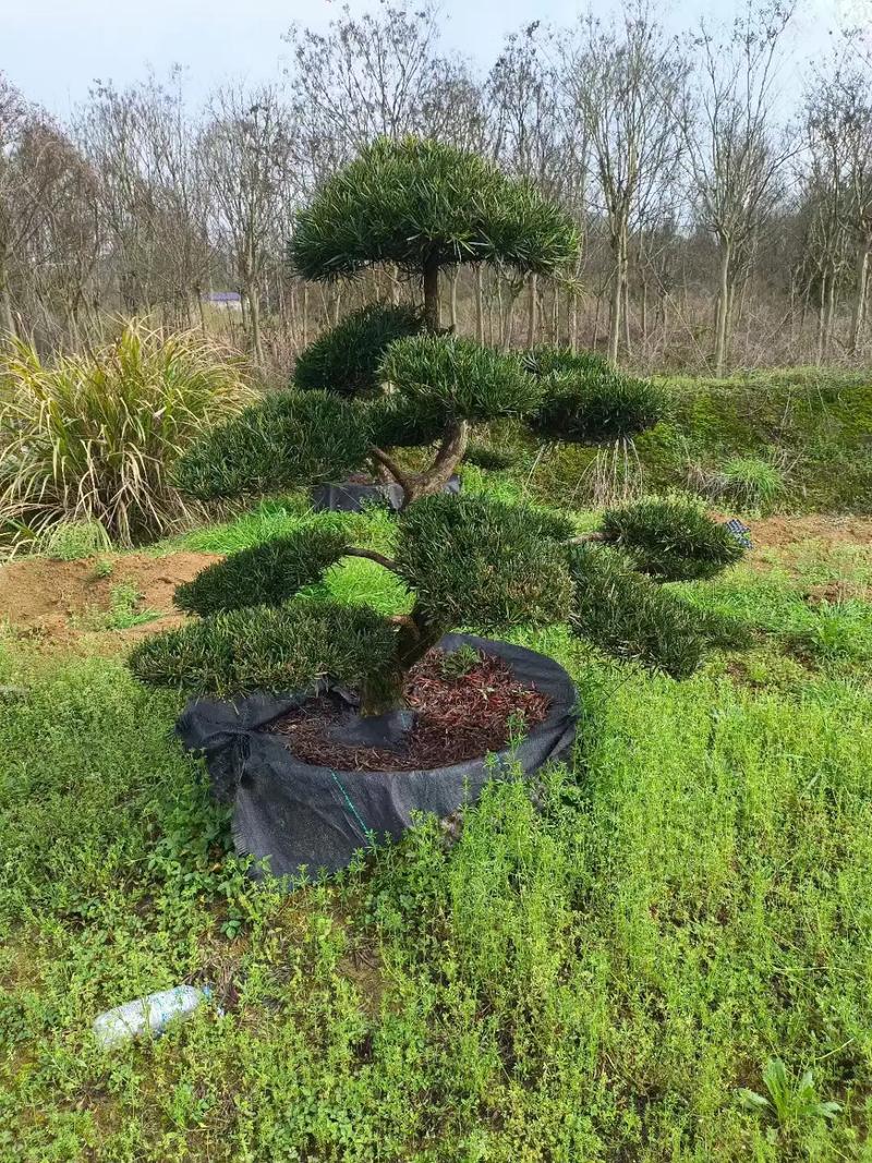 罗汉松怎样长粗不长高,罗汉松怎样生长快?-第1张图片-优品飞百科 罗汉松怎样长粗不长高,罗汉松怎样生长快?-第1张图片-优品飞百科