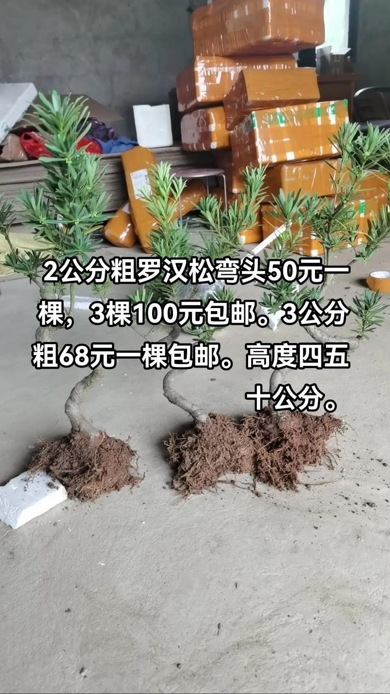 罗汉松怎样长粗不长高,罗汉松怎样生长快?-第2张图片-优品飞百科 罗汉松怎样长粗不长高,罗汉松怎样生长快?-第2张图片-优品飞百科