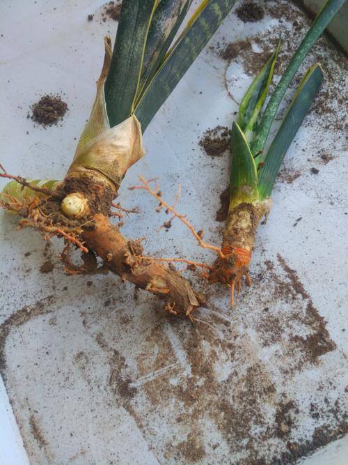 虎皮兰能水培生根吗，虎皮兰可以水培养吗-第1张图片-优品飞百科