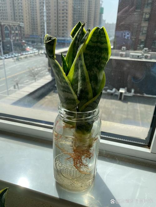 虎皮兰能水培生根吗，虎皮兰可以水培养吗-第2张图片-优品飞百科