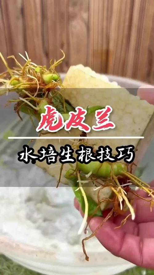 虎皮兰能水培生根吗，虎皮兰可以水培养吗-第3张图片-优品飞百科