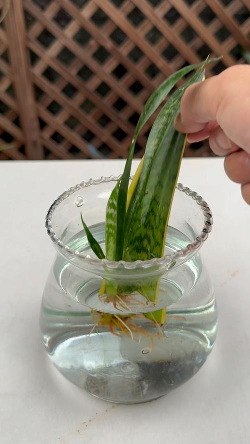 虎皮兰能水培生根吗，虎皮兰可以水培养吗-第4张图片-优品飞百科