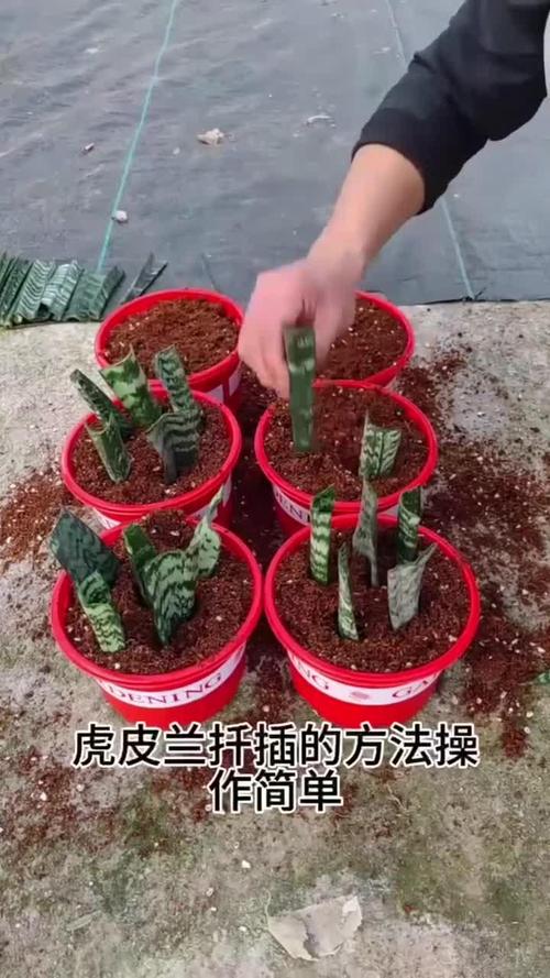 虎皮兰能水培生根吗，虎皮兰可以水培养吗-第5张图片-优品飞百科