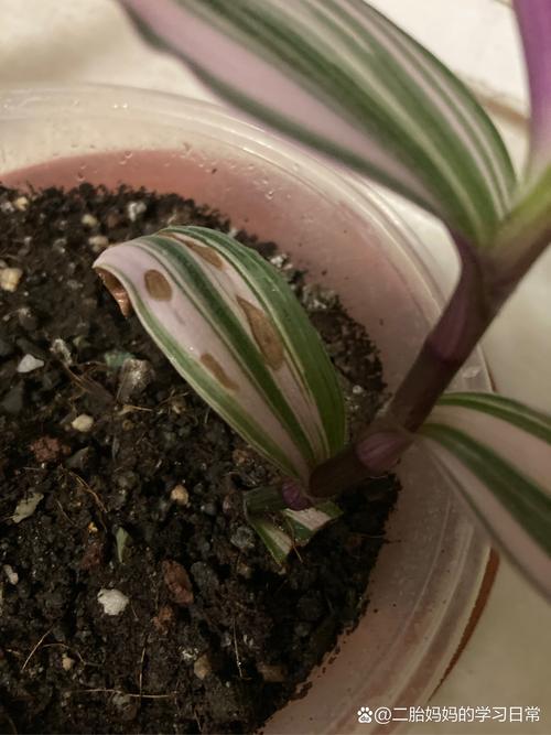 吊兰叶子发黑怎么回事?吊兰叶子黑了是怎么回事??-第1张图片-优品飞百科 吊兰叶子发黑怎么回事?吊兰叶子黑了是怎么回事??-第1张图片-优品飞百科