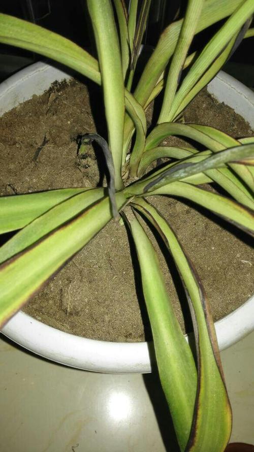 吊兰叶子发黑怎么回事?吊兰叶子黑了是怎么回事??-第2张图片-优品飞百科 吊兰叶子发黑怎么回事?吊兰叶子黑了是怎么回事??-第2张图片-优品飞百科