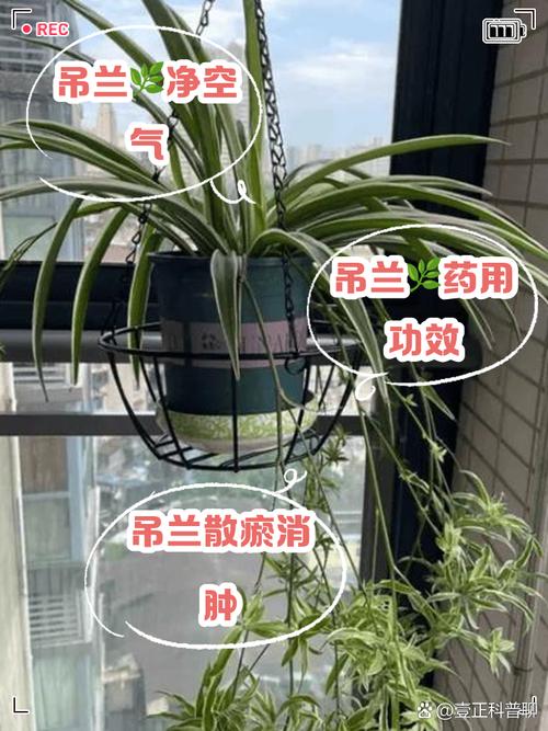 吊兰叶子发黑怎么回事?吊兰叶子黑了是怎么回事??-第3张图片-优品飞百科 吊兰叶子发黑怎么回事?吊兰叶子黑了是怎么回事??-第3张图片-优品飞百科