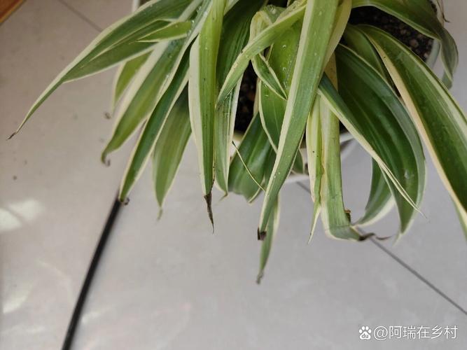 吊兰叶子发黑怎么回事?吊兰叶子黑了是怎么回事??-第4张图片-优品飞百科 吊兰叶子发黑怎么回事?吊兰叶子黑了是怎么回事??-第4张图片-优品飞百科
