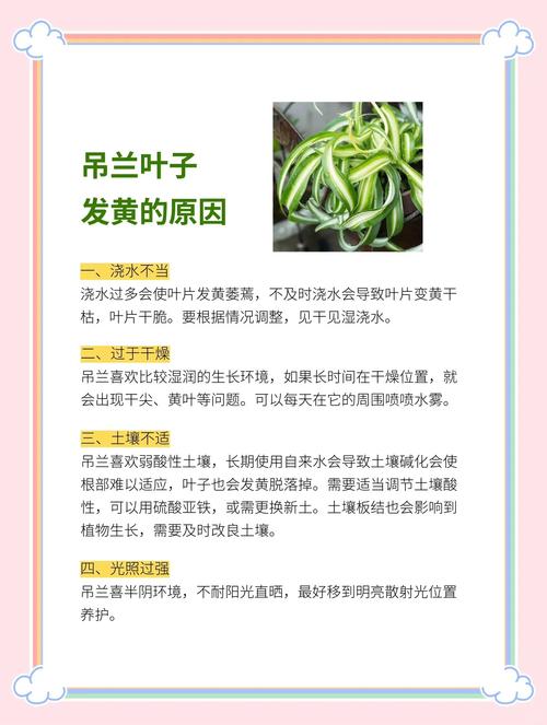 吊兰叶子发黑怎么回事?吊兰叶子黑了是怎么回事??-第5张图片-优品飞百科 吊兰叶子发黑怎么回事?吊兰叶子黑了是怎么回事??-第5张图片-优品飞百科