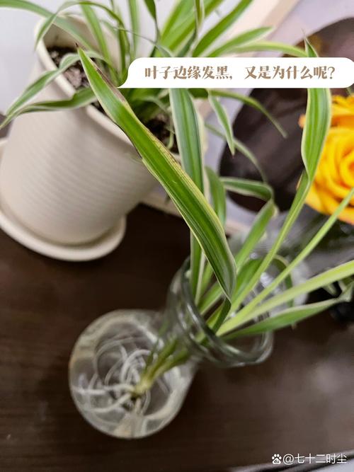 吊兰叶子发黑怎么回事?吊兰叶子黑了是怎么回事??-第6张图片-优品飞百科 吊兰叶子发黑怎么回事?吊兰叶子黑了是怎么回事??-第6张图片-优品飞百科