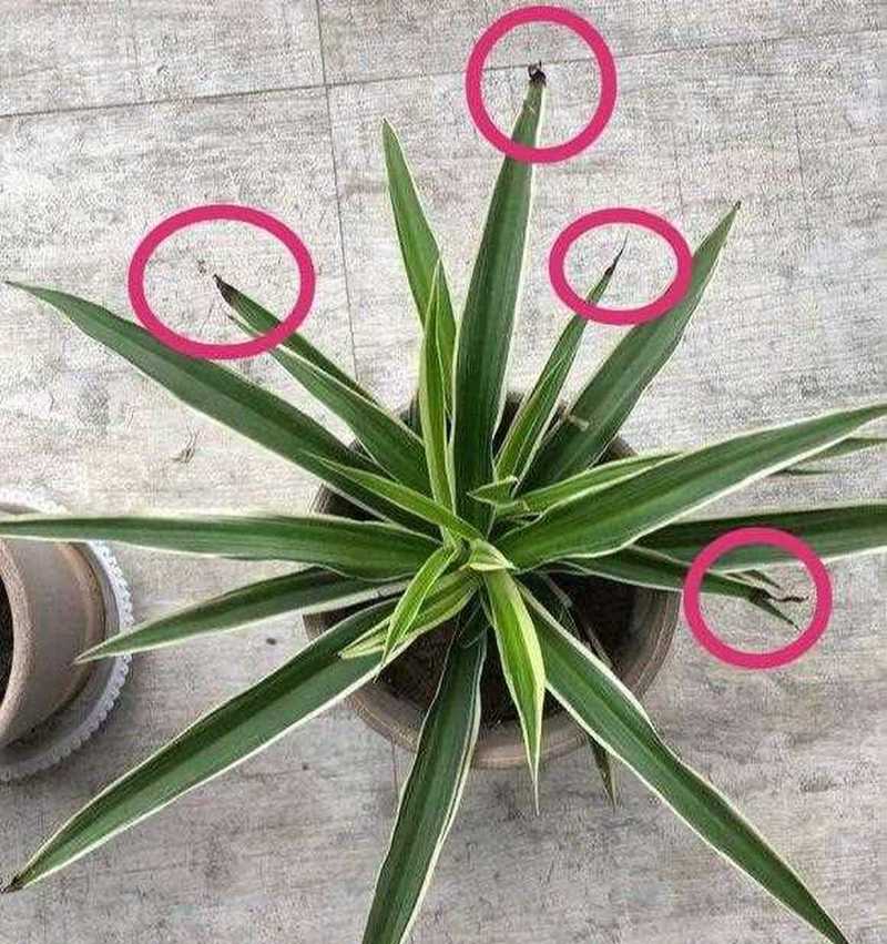 吊兰叶子发黑怎么回事?吊兰叶子黑了是怎么回事??-第7张图片-优品飞百科 吊兰叶子发黑怎么回事?吊兰叶子黑了是怎么回事??-第7张图片-优品飞百科