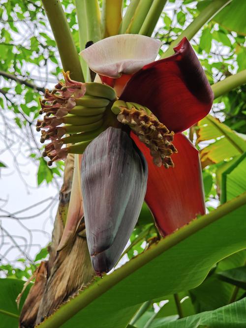 橘子香蕉皮扔盆里，香蕉皮和桔子皮埋到花盆-第1张图片-优品飞百科