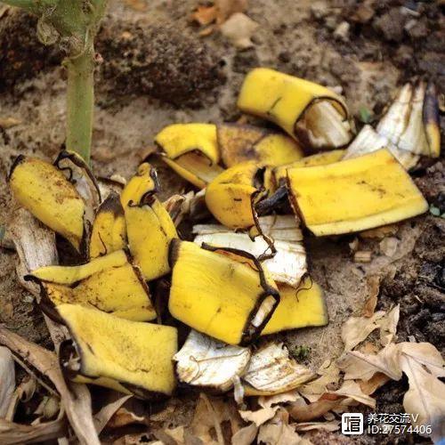 橘子香蕉皮扔盆里，香蕉皮和桔子皮埋到花盆-第2张图片-优品飞百科