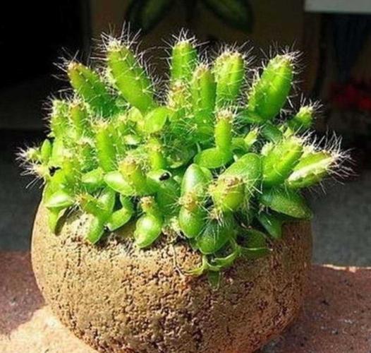 橘子香蕉皮扔盆里，香蕉皮和桔子皮埋到花盆-第5张图片-优品飞百科