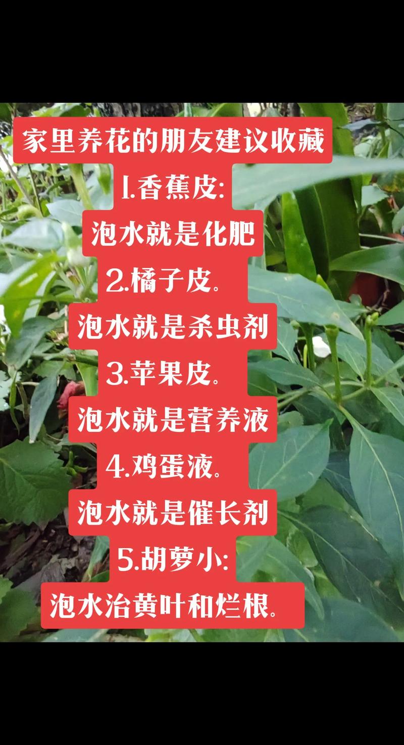 橘子香蕉皮扔盆里，香蕉皮和桔子皮埋到花盆-第6张图片-优品飞百科