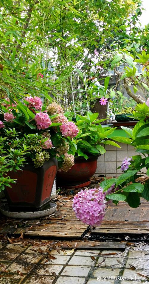 橘子香蕉皮扔盆里，香蕉皮和桔子皮埋到花盆-第7张图片-优品飞百科