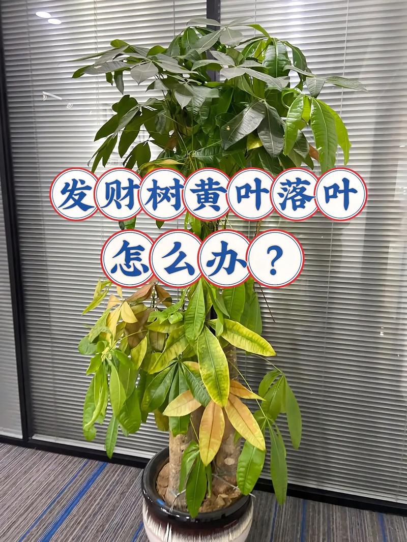 发财树用什么肥料比较好，水培发财树用什么肥料比较好？-第2张图片-优品飞百科