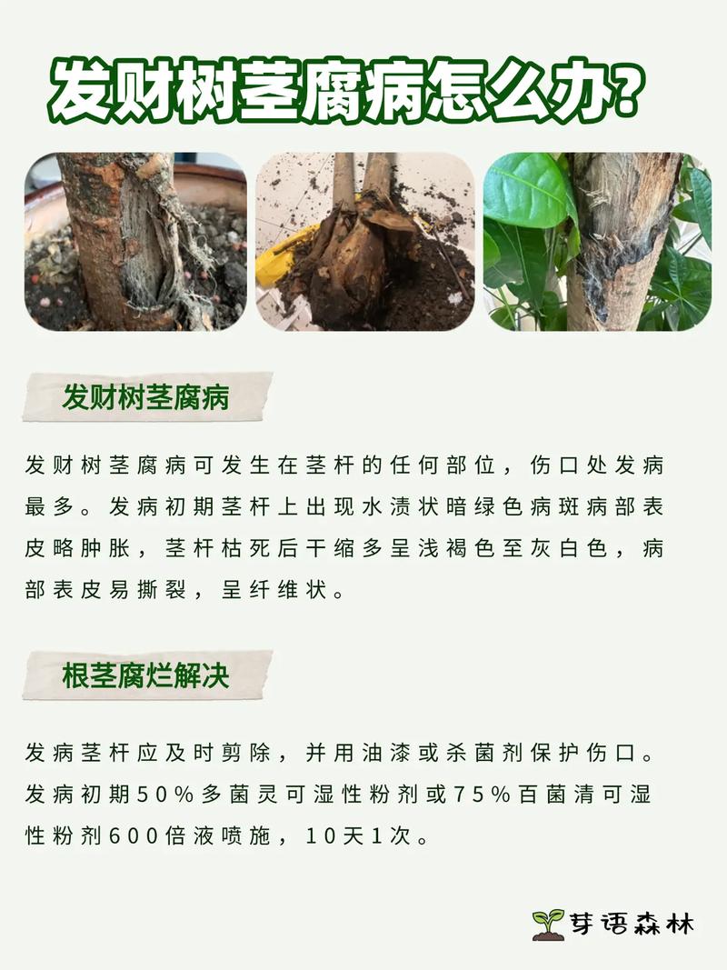 发财树用什么肥料比较好，水培发财树用什么肥料比较好？-第4张图片-优品飞百科