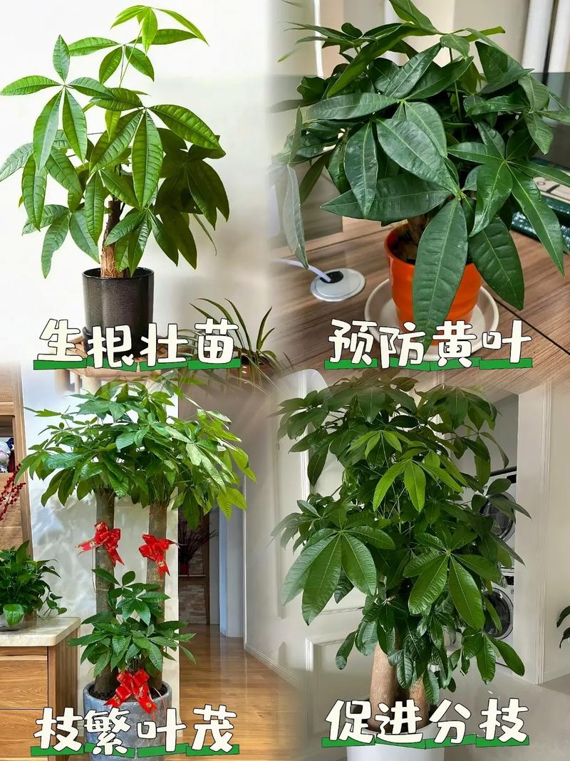 发财树用什么肥料比较好，水培发财树用什么肥料比较好？-第5张图片-优品飞百科