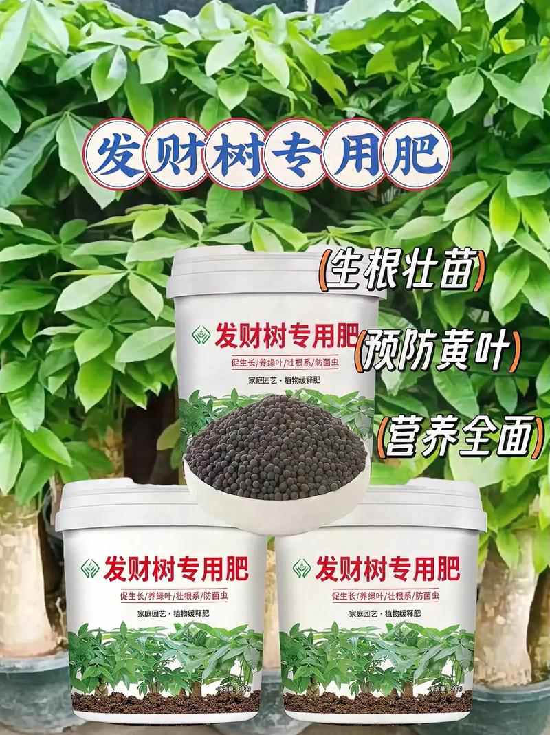 发财树用什么肥料比较好，水培发财树用什么肥料比较好？-第7张图片-优品飞百科
