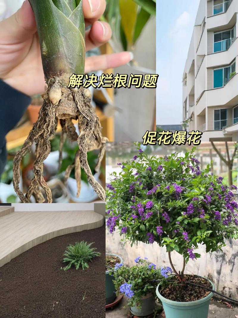 发财树用什么肥料比较好，水培发财树用什么肥料比较好？-第8张图片-优品飞百科