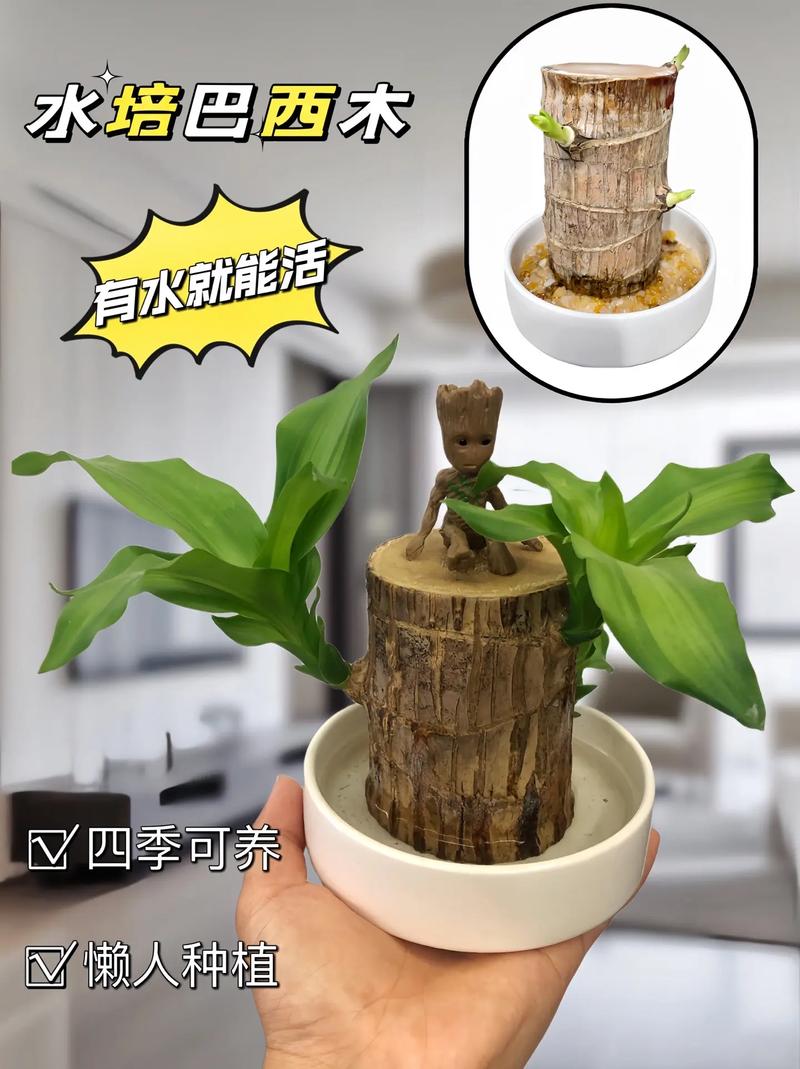 巴西木的养殖方法和注意事项?巴西木的养殖方法和注意事项水养?-第1张图片-优品飞百科 巴西木的养殖方法和注意事项?巴西木的养殖方法和注意事项水养?-第1张图片-优品飞百科