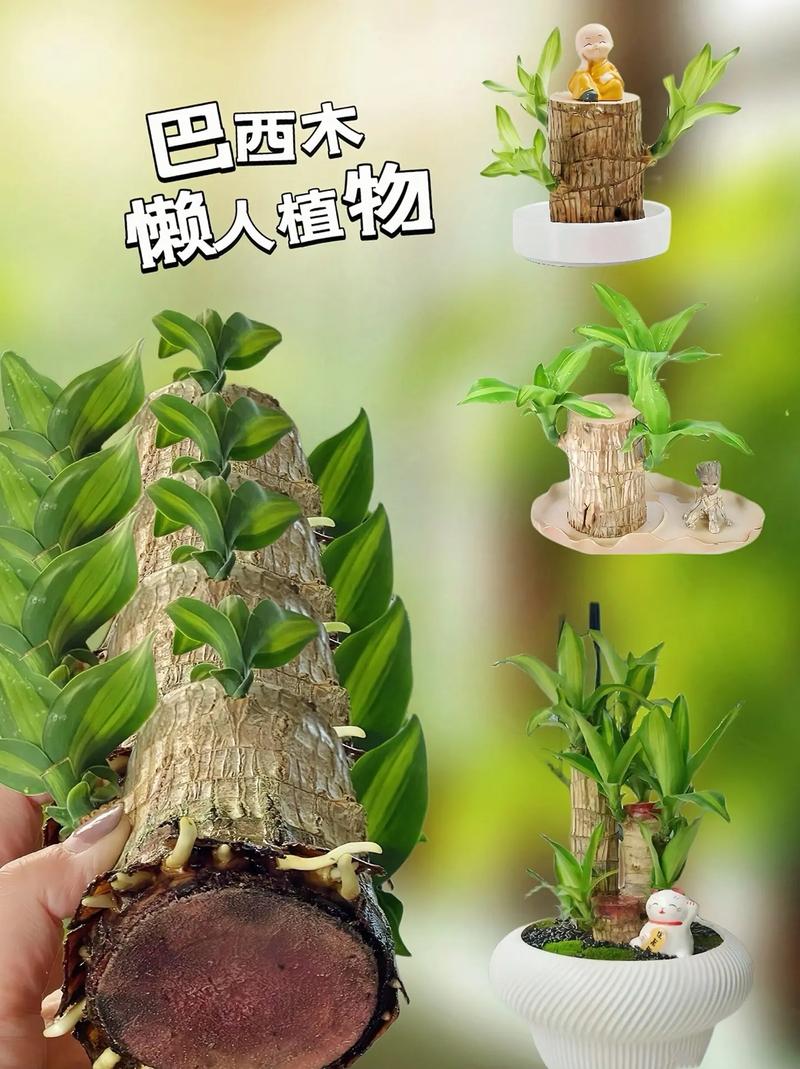 巴西木的养殖方法和注意事项?巴西木的养殖方法和注意事项水养?-第2张图片-优品飞百科 巴西木的养殖方法和注意事项?巴西木的养殖方法和注意事项水养?-第2张图片-优品飞百科