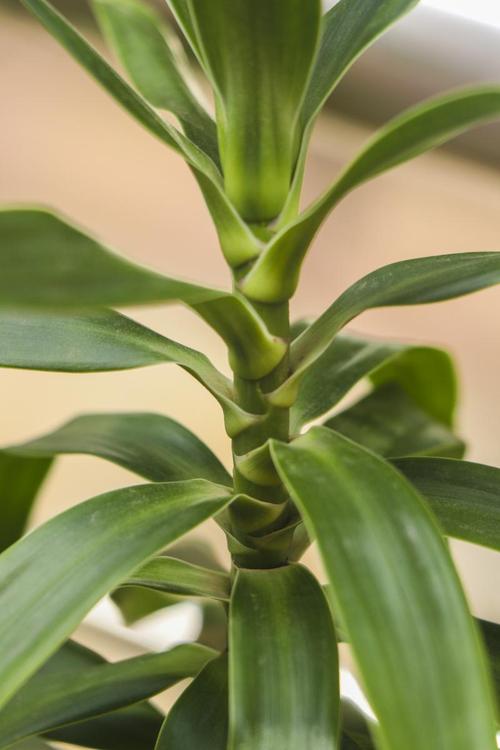 巴西木的养殖方法和注意事项?巴西木的养殖方法和注意事项水养?-第3张图片-优品飞百科 巴西木的养殖方法和注意事项?巴西木的养殖方法和注意事项水养?-第3张图片-优品飞百科