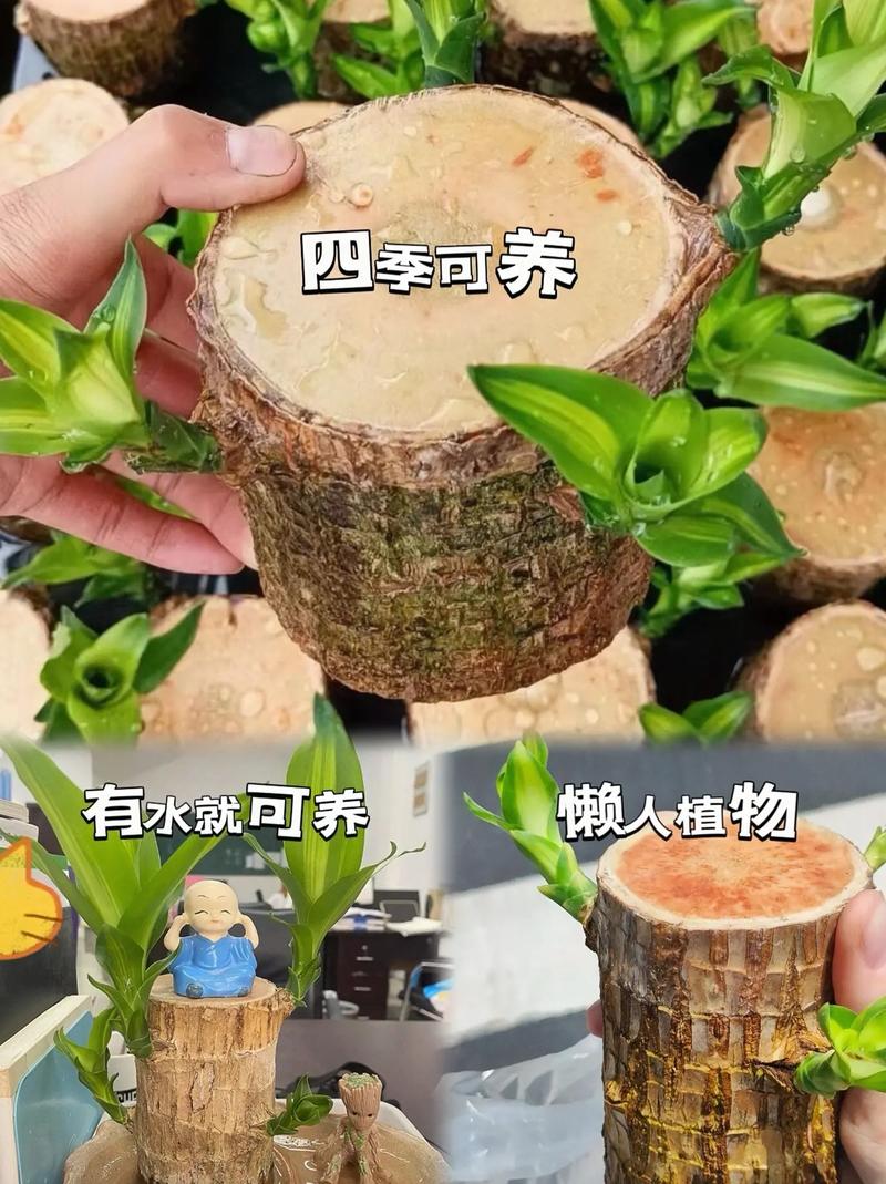 巴西木的养殖方法和注意事项?巴西木的养殖方法和注意事项水养?-第4张图片-优品飞百科 巴西木的养殖方法和注意事项?巴西木的养殖方法和注意事项水养?-第4张图片-优品飞百科