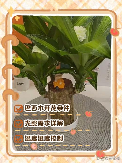 巴西木的养殖方法和注意事项?巴西木的养殖方法和注意事项水养?-第5张图片-优品飞百科 巴西木的养殖方法和注意事项?巴西木的养殖方法和注意事项水养?-第5张图片-优品飞百科