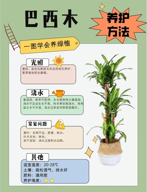 巴西木的养殖方法和注意事项?巴西木的养殖方法和注意事项水养?-第6张图片-优品飞百科 巴西木的养殖方法和注意事项?巴西木的养殖方法和注意事项水养?-第6张图片-优品飞百科